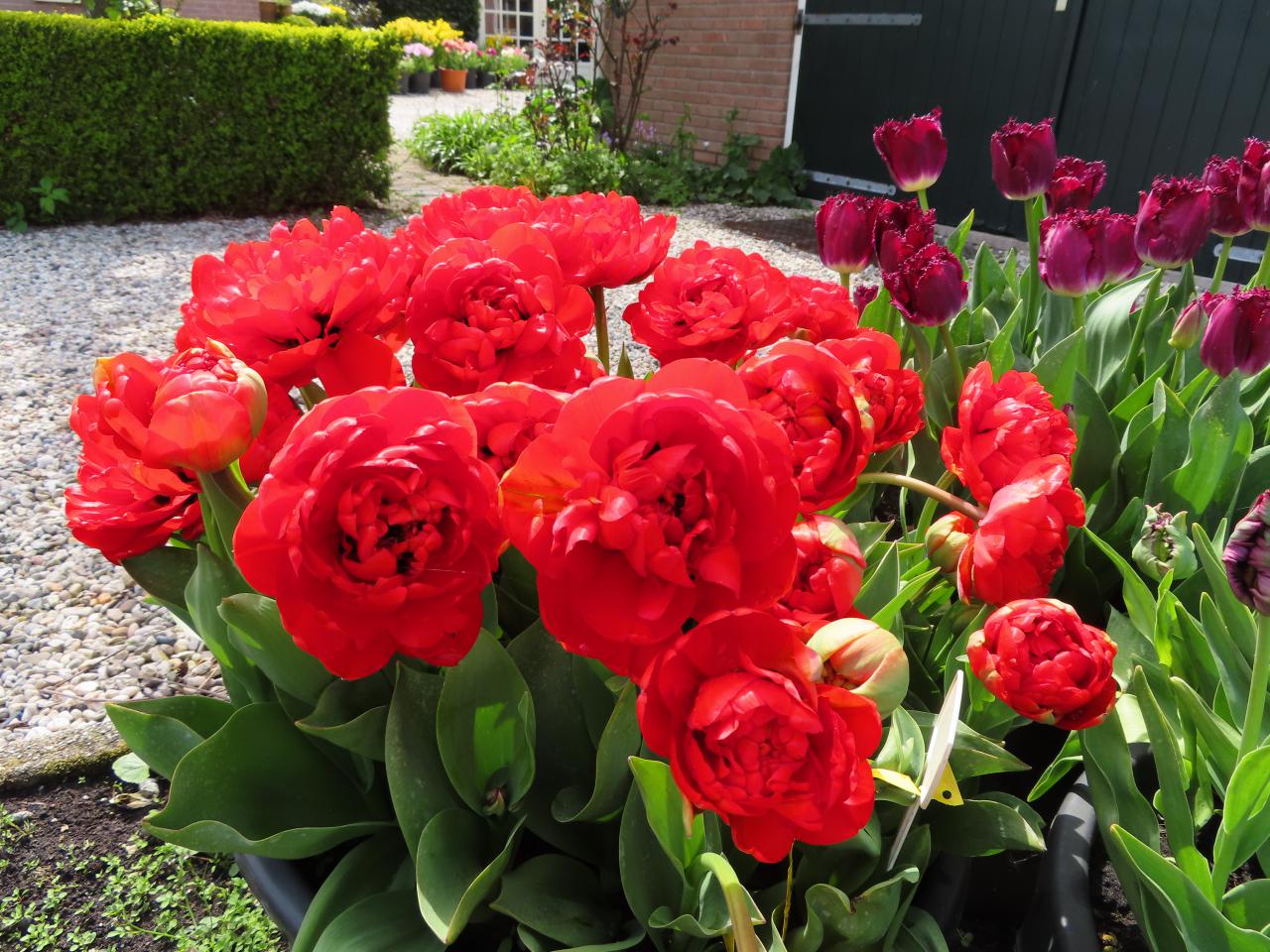 Tulp-Miranda-3 Miranda - Afbeelding 1