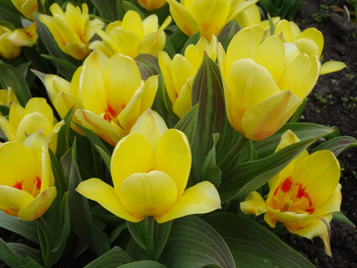 Tulp-Miskodeed-1 Miskodeed - Afbeelding 1
