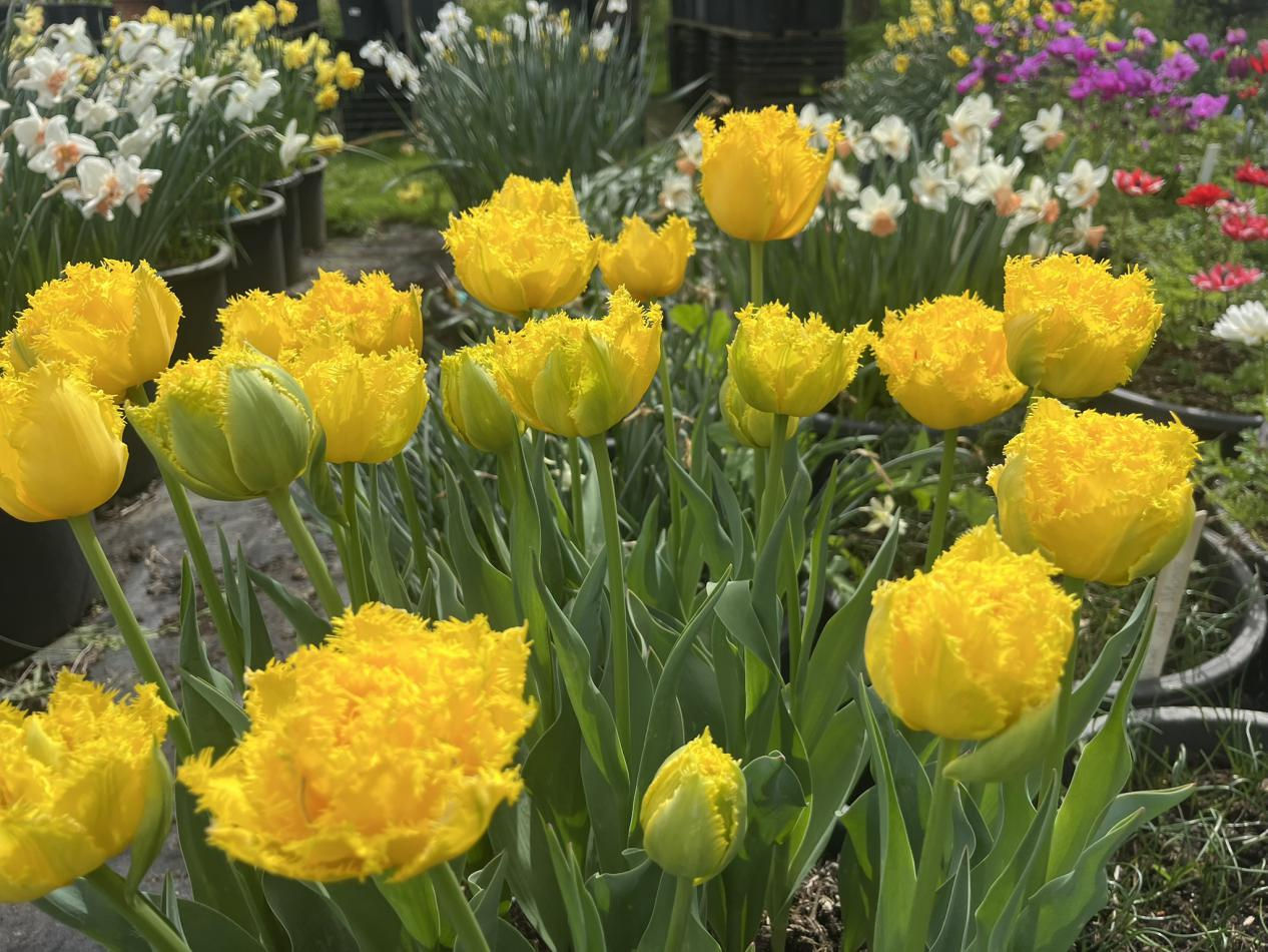Tulp-Mon-Amour-1 Mon Amour - Afbeelding 1