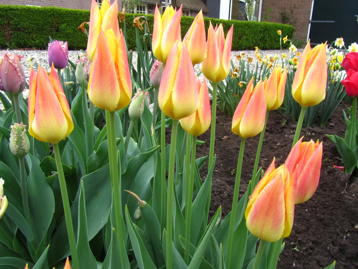 Tulp-Mona-Lisa-1 Mona Lisa - Afbeelding 1