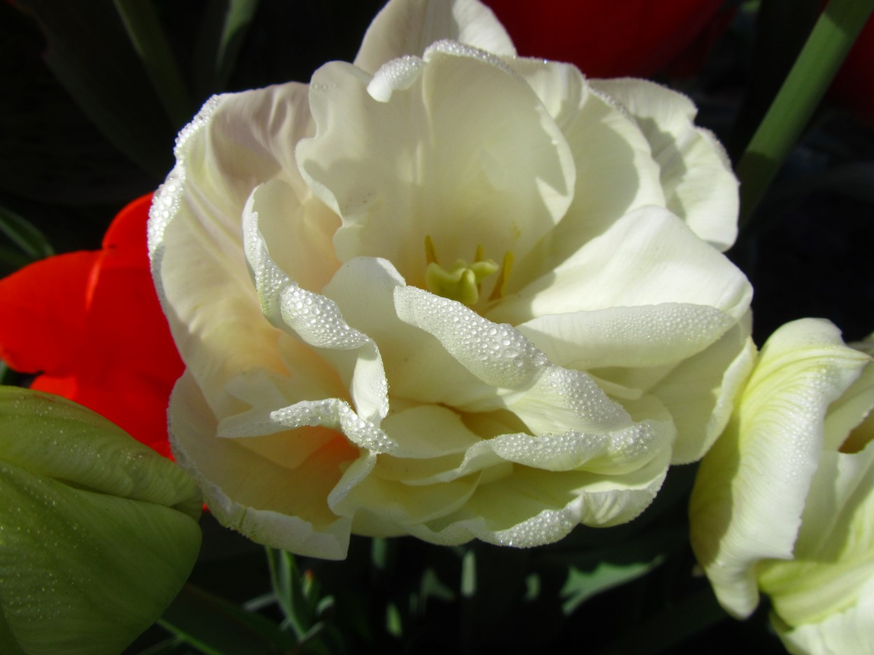 Tulp-Mondial-2 Mondial - Afbeelding 1