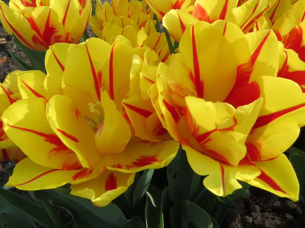 Tulp-Monsella-1 Monsella - Afbeelding 1