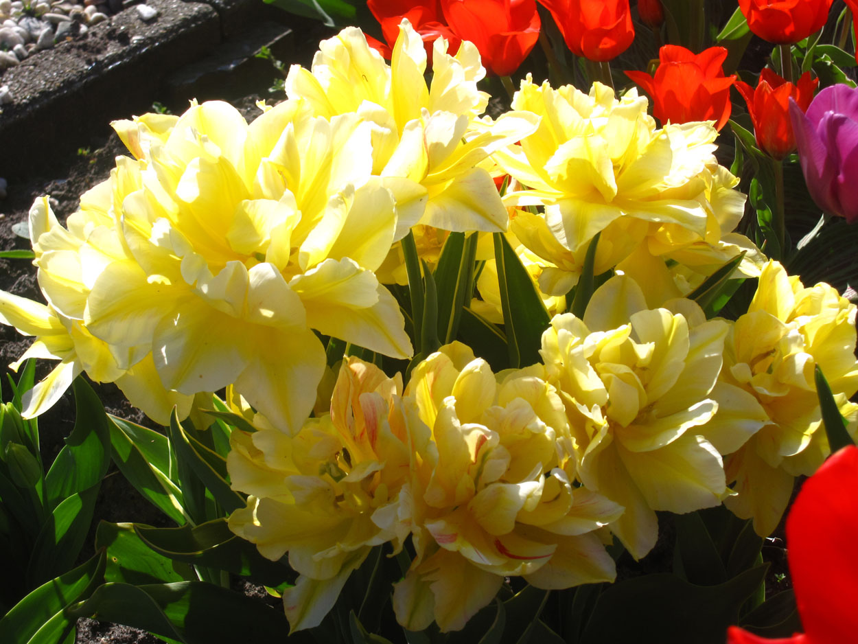 Tulp-Monte-Beau-1 Monte Beau - Afbeelding 1