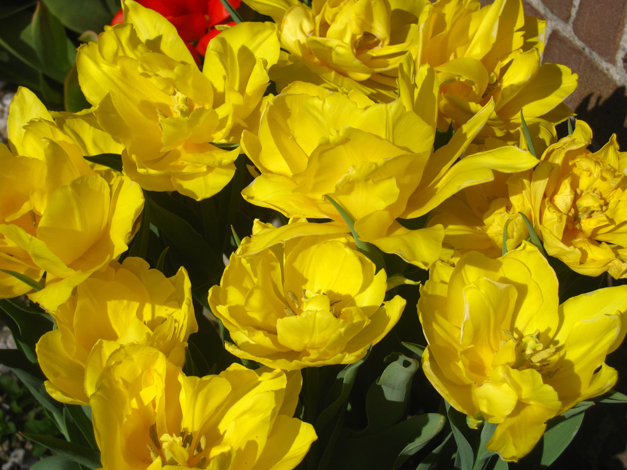 Tulp-Monte-Carlo-1 Monte Carlo - Afbeelding 1