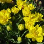 Monte Paeony
