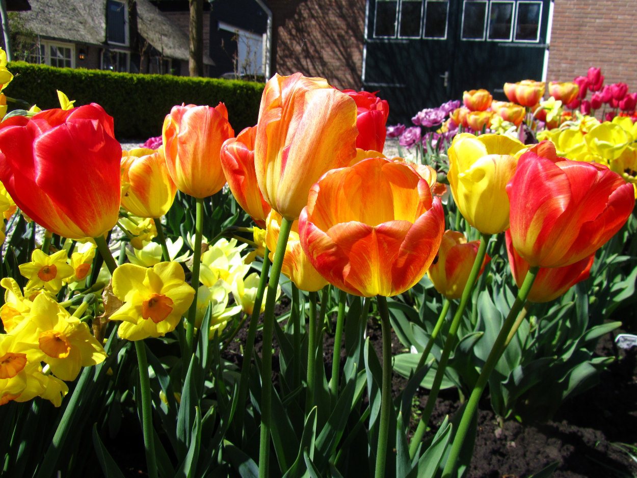 Tulp-Monte-Video-1 Montevideo - Afbeelding 1