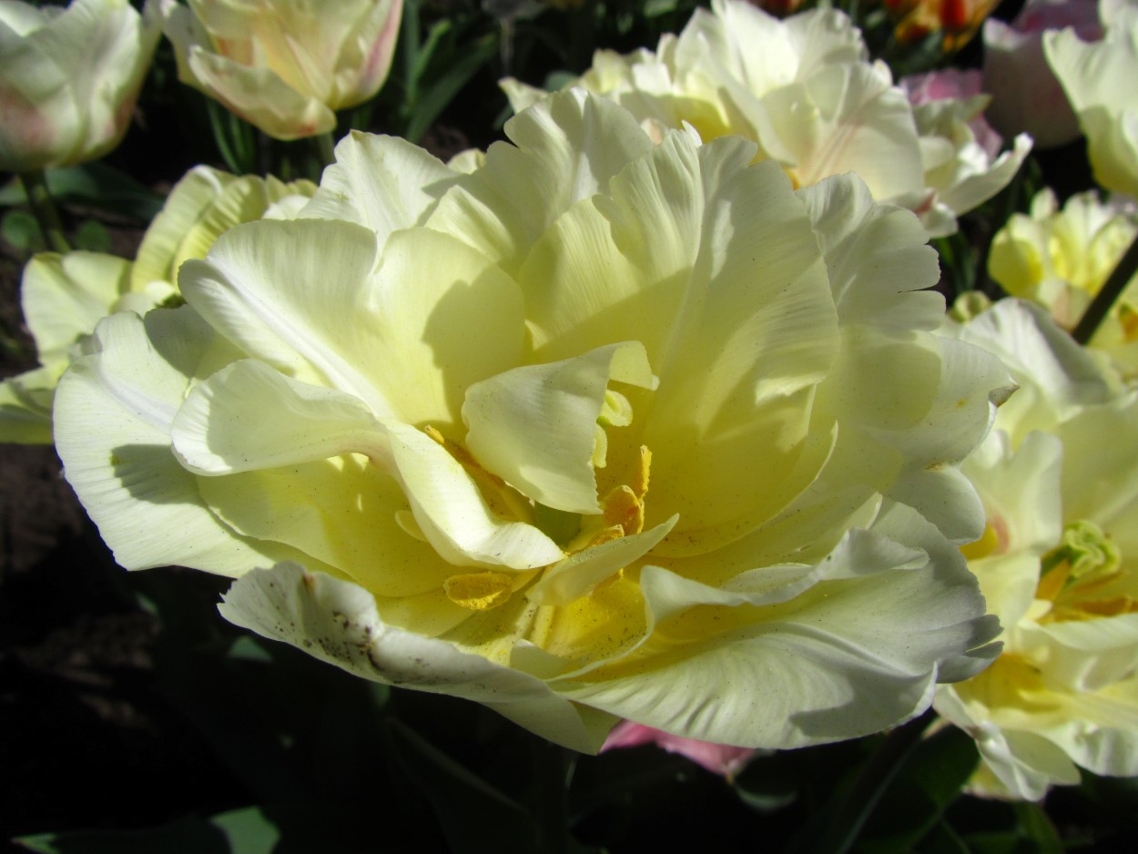 Tulp-Montreux-1 Montreux - Afbeelding 1