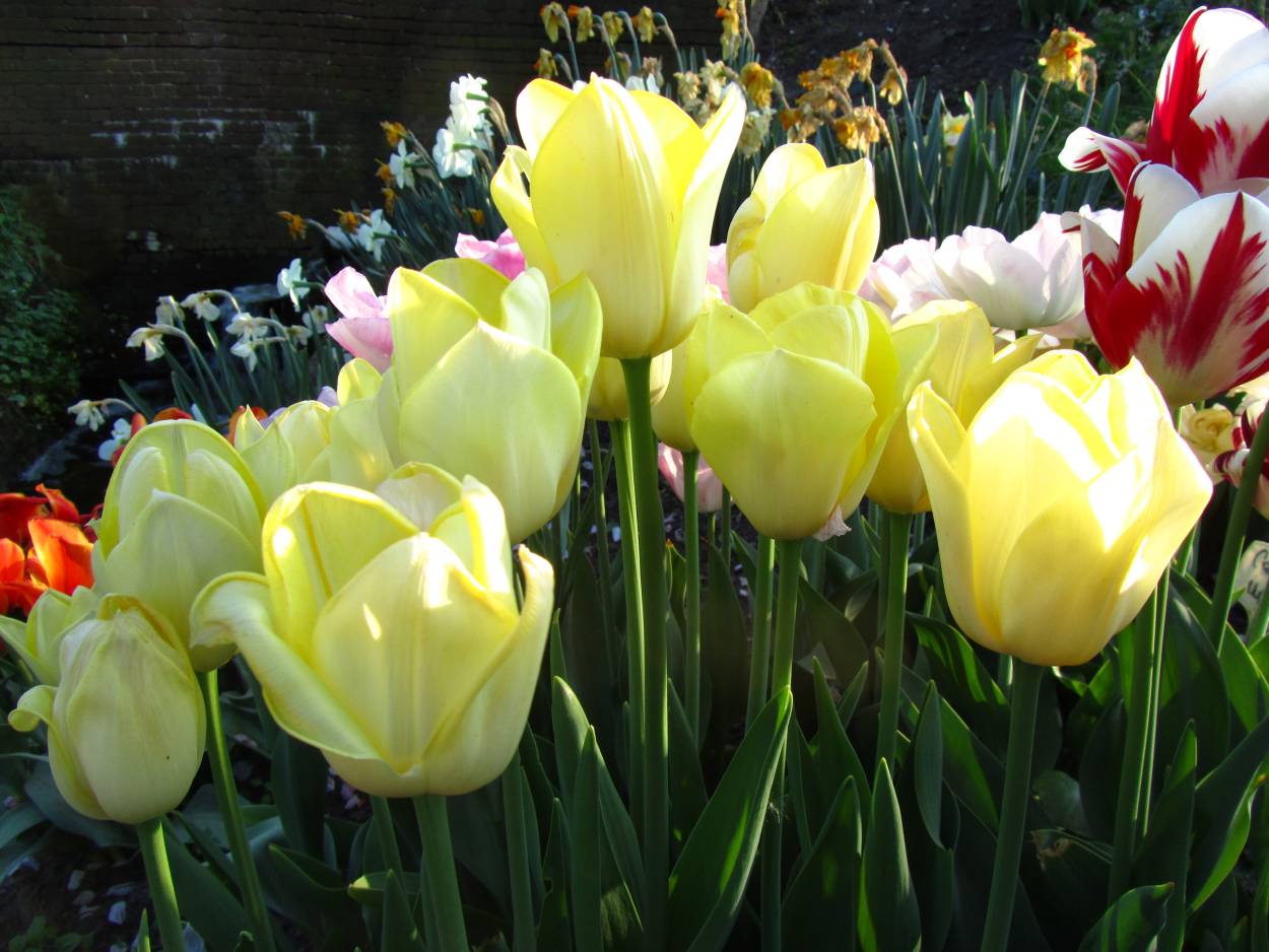 Tulp-Moonlight-Mist-1 Moonlight Mist - Afbeelding 1