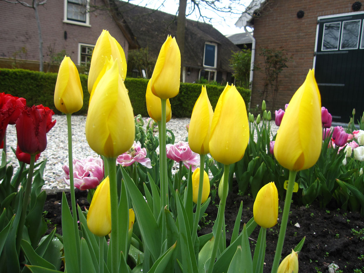 Tulp-Muscadet-1 Muscadet - Afbeelding 1