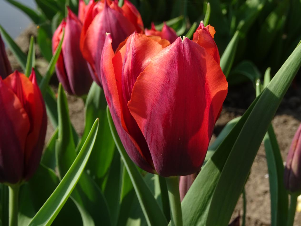 Tulp-Muvota-1 Muvota - Afbeelding 1