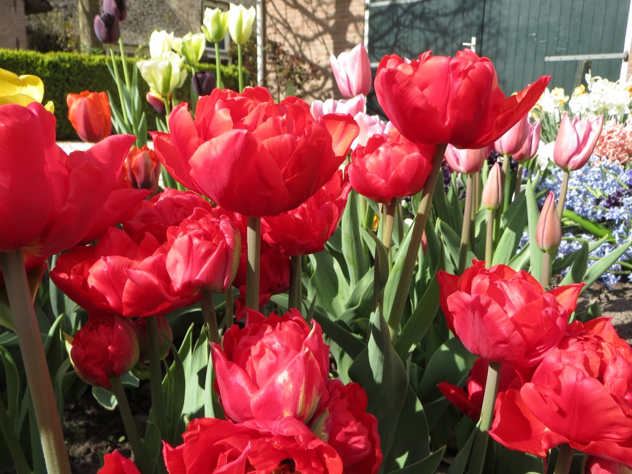 Tulp-Navona-1 Navona - Afbeelding 1