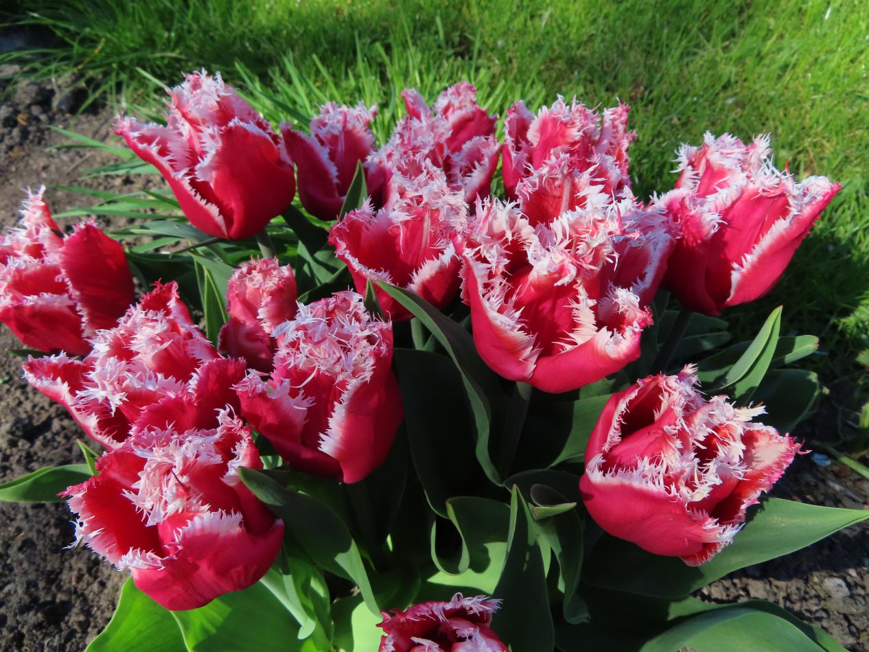 Tulp-New-Santa-1 New Santa - Afbeelding 1