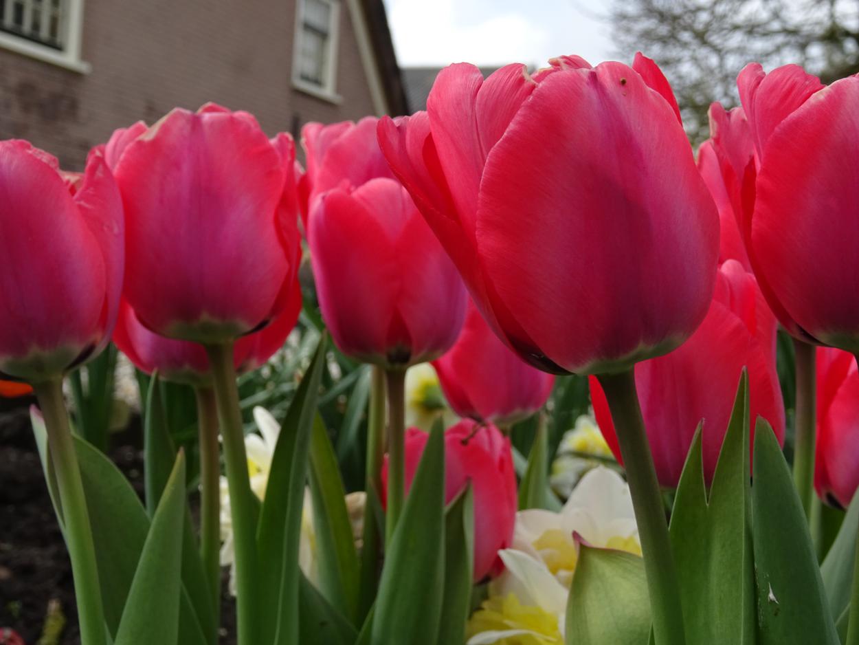 Tulp-Niigata-1 Niigata - Afbeelding 1