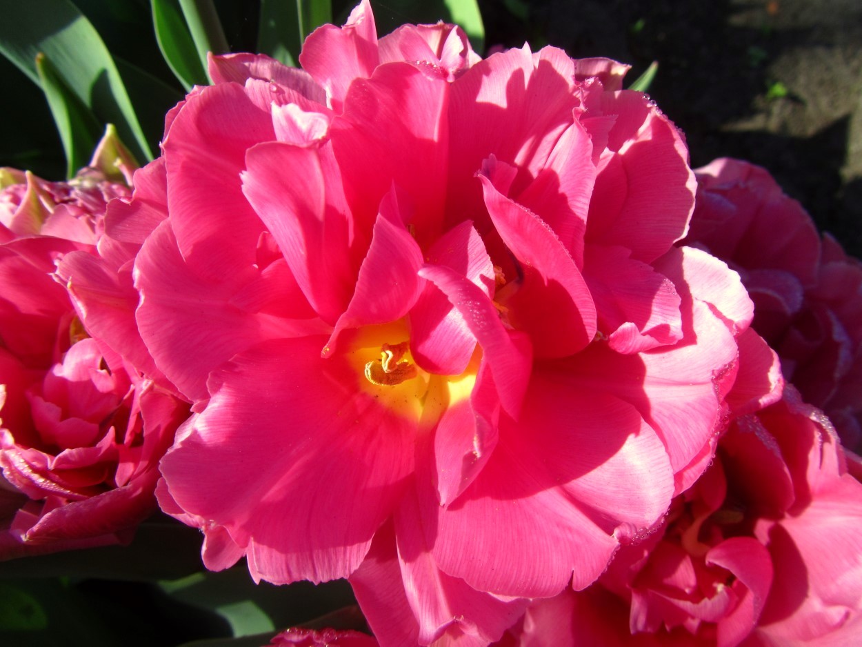 Tulp-Oeral-1 Oeral - Afbeelding 1