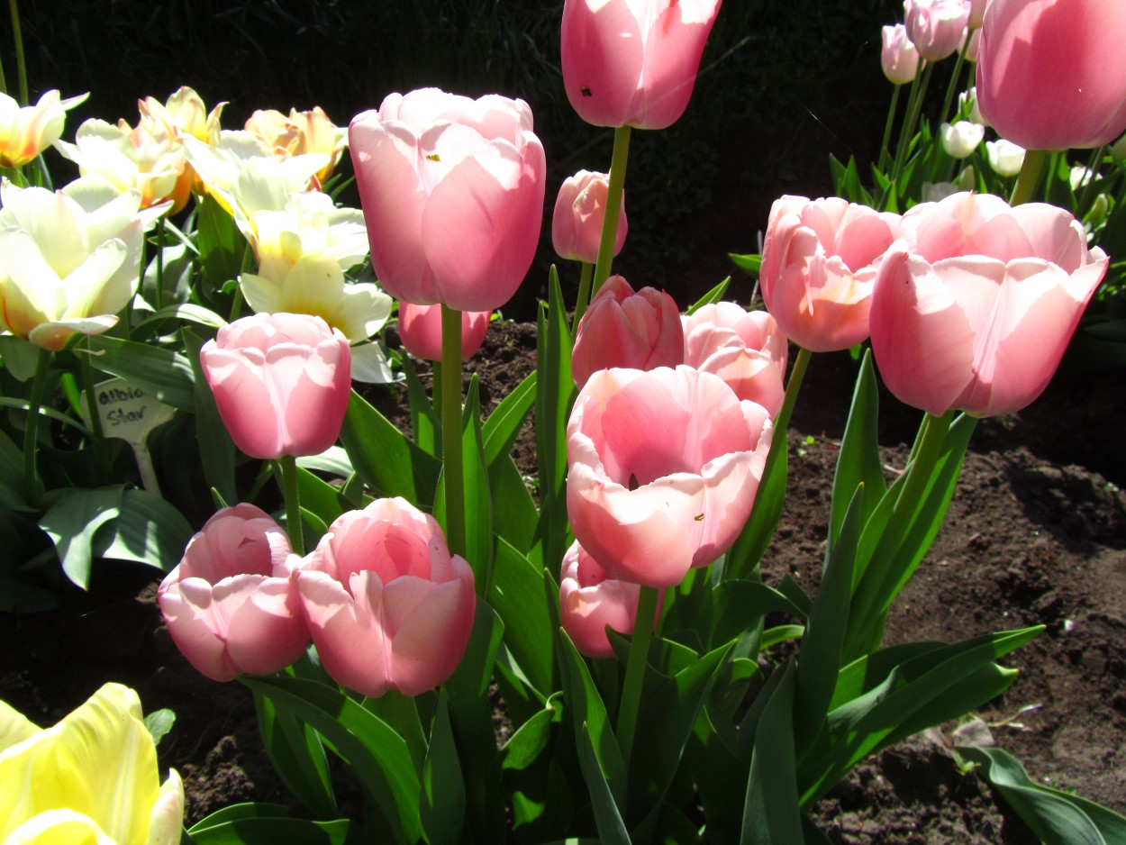 Tulp-Olioules-1 Ollioules - Afbeelding 1