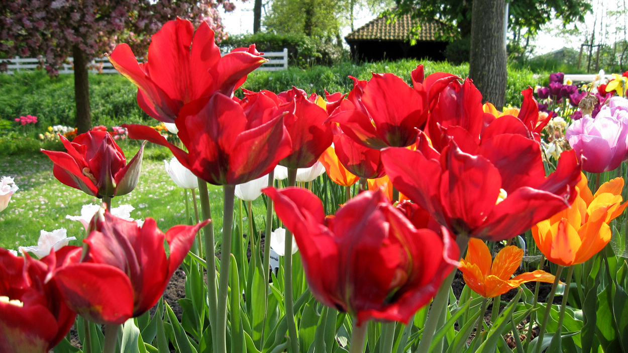 Tulp-Omnyac-1 Omnyac - Afbeelding 1