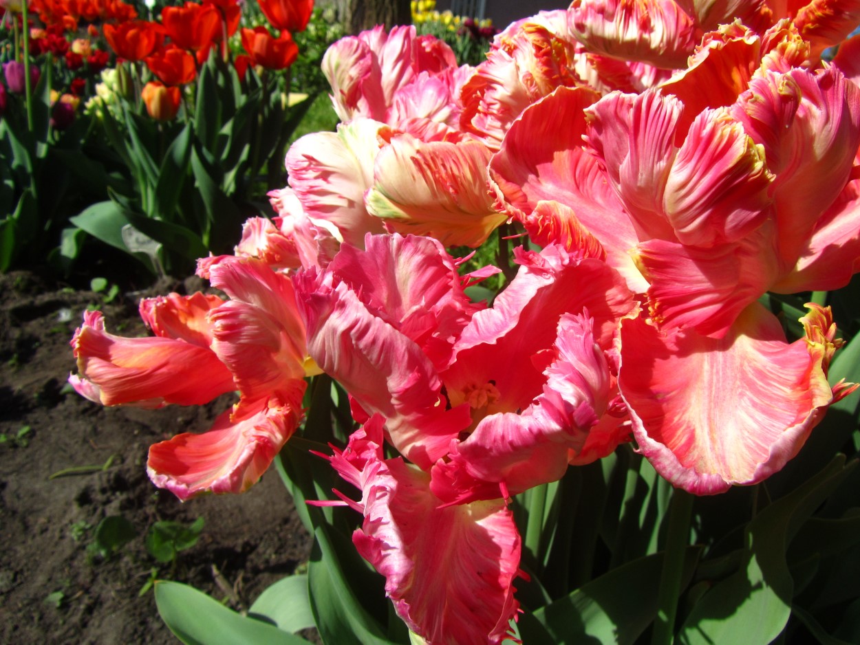 Tulp-Ondin-1 Onedin - Afbeelding 1