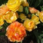 Orange Angelique