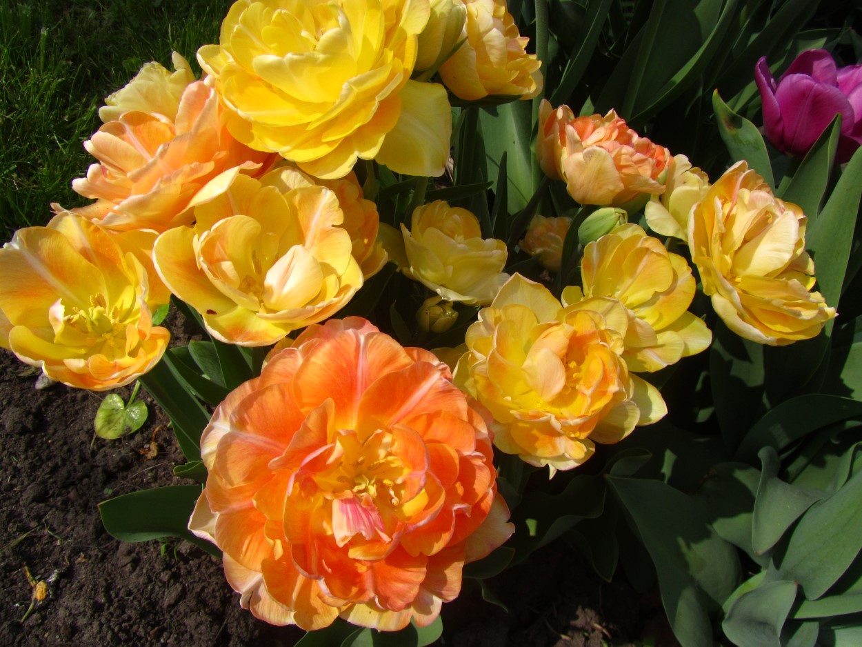 Tulp-Orange-Angelique-1 Orange Angelique - Afbeelding 1