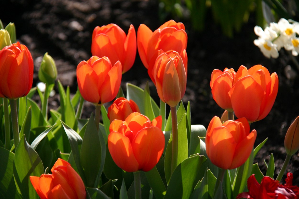 Tulp-Orange-Balloon-1 Orange Balloon - Afbeelding 1