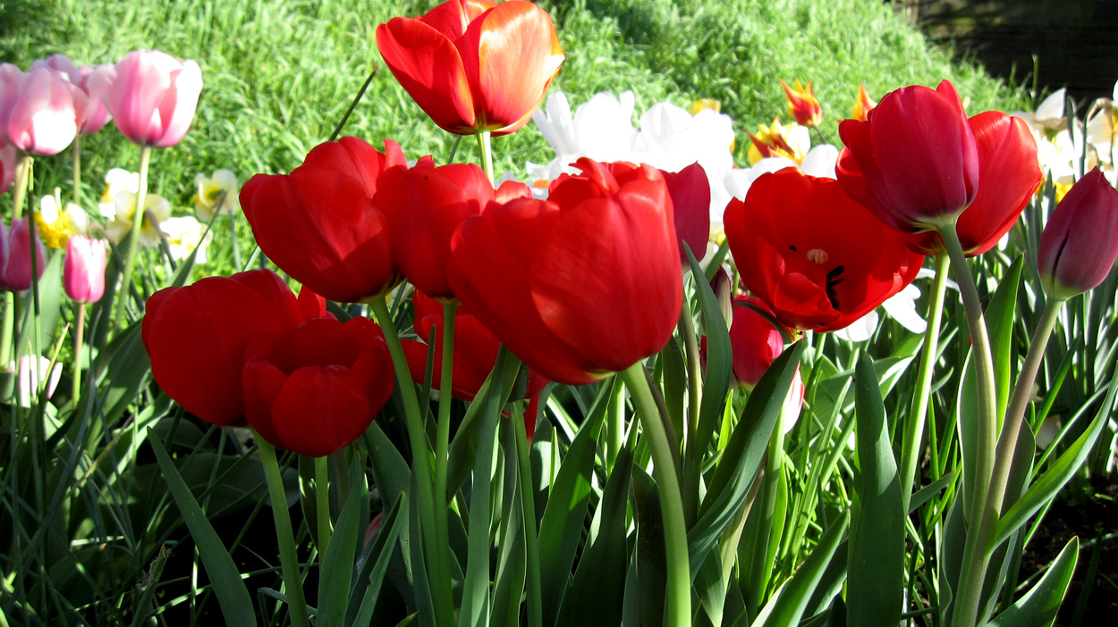 Tulp-Orange-Bouquet-1 Orange Bouquet - Afbeelding 1