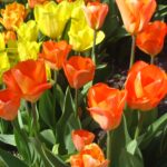 Orange Breeze