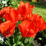 Orange Brilliant