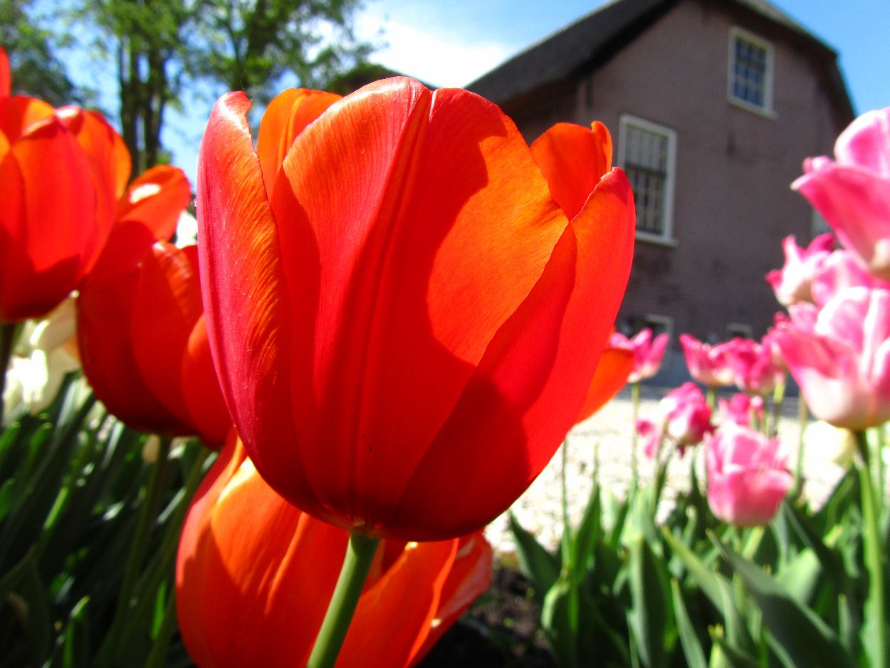 Tulp-Orange-Cassini-1 Orange Cassini - Afbeelding 1