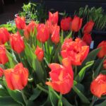 Orange Dream