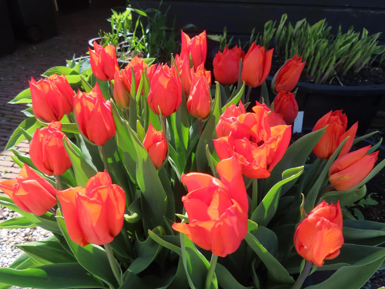 Tulp-Orange-Dream-1 Orange Dream - Afbeelding 1