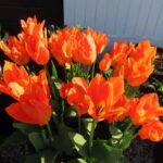 Orange Emperor