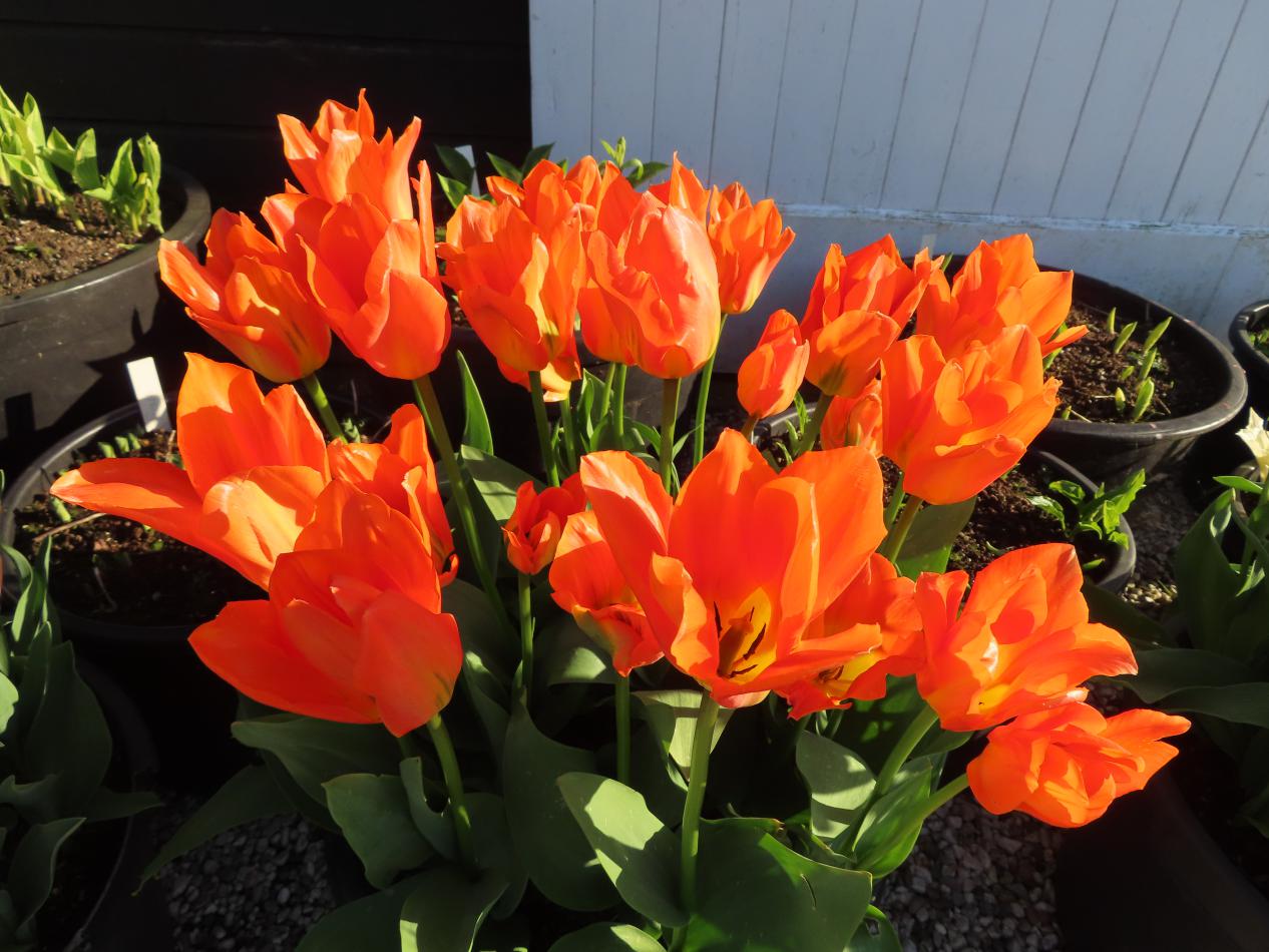 Tulp-Orange-Emperor-1 Orange Emperor - Afbeelding 1