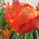Orange Favourite