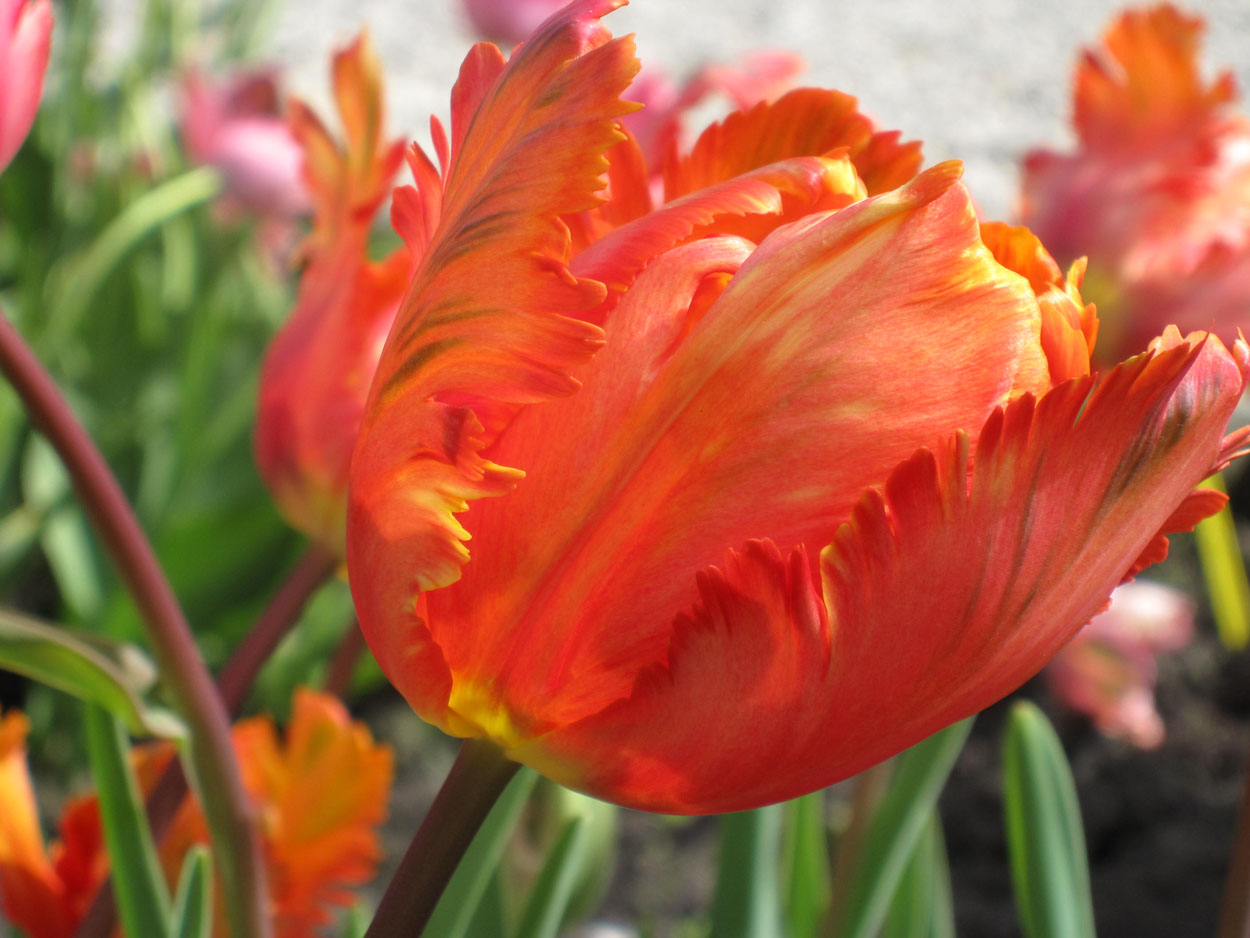 Tulp-Orange-Favourite-1 Orange Favourite - Afbeelding 1