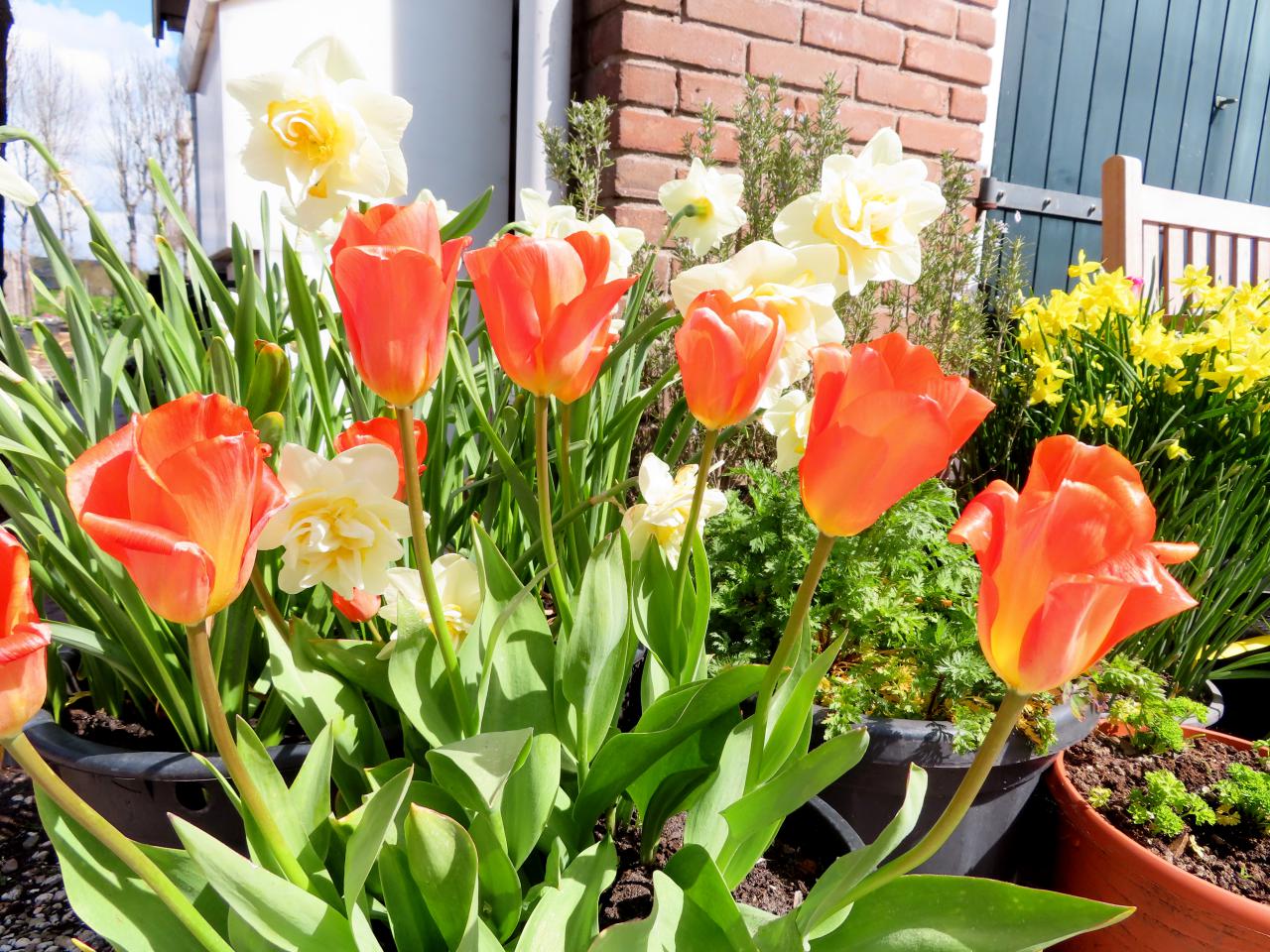 Tulp-Orange-King-1 Orange King - Afbeelding 1