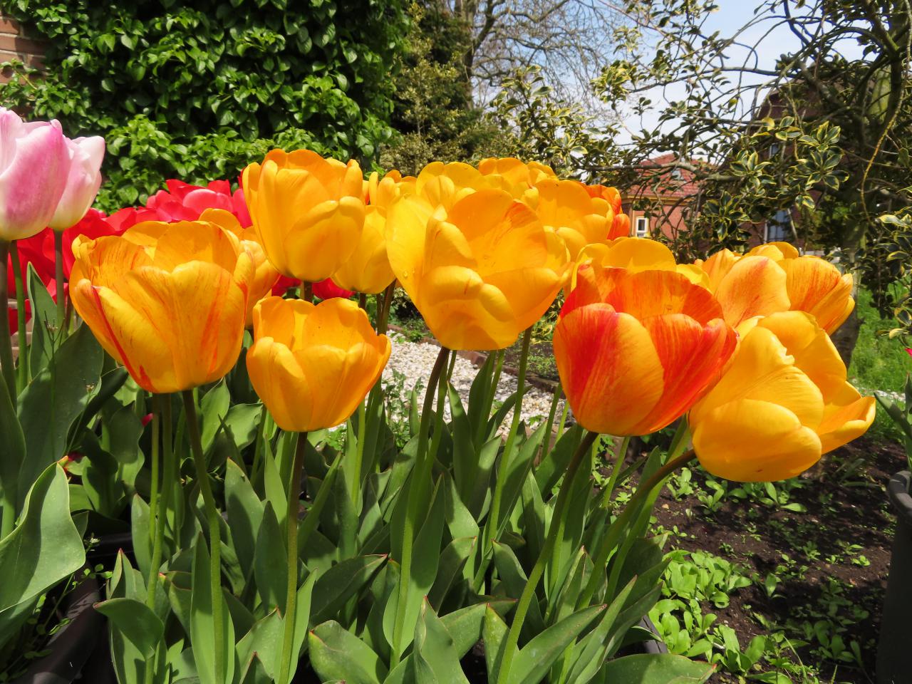 Tulp-Orange-Lion-1 Orange Lion - Afbeelding 1