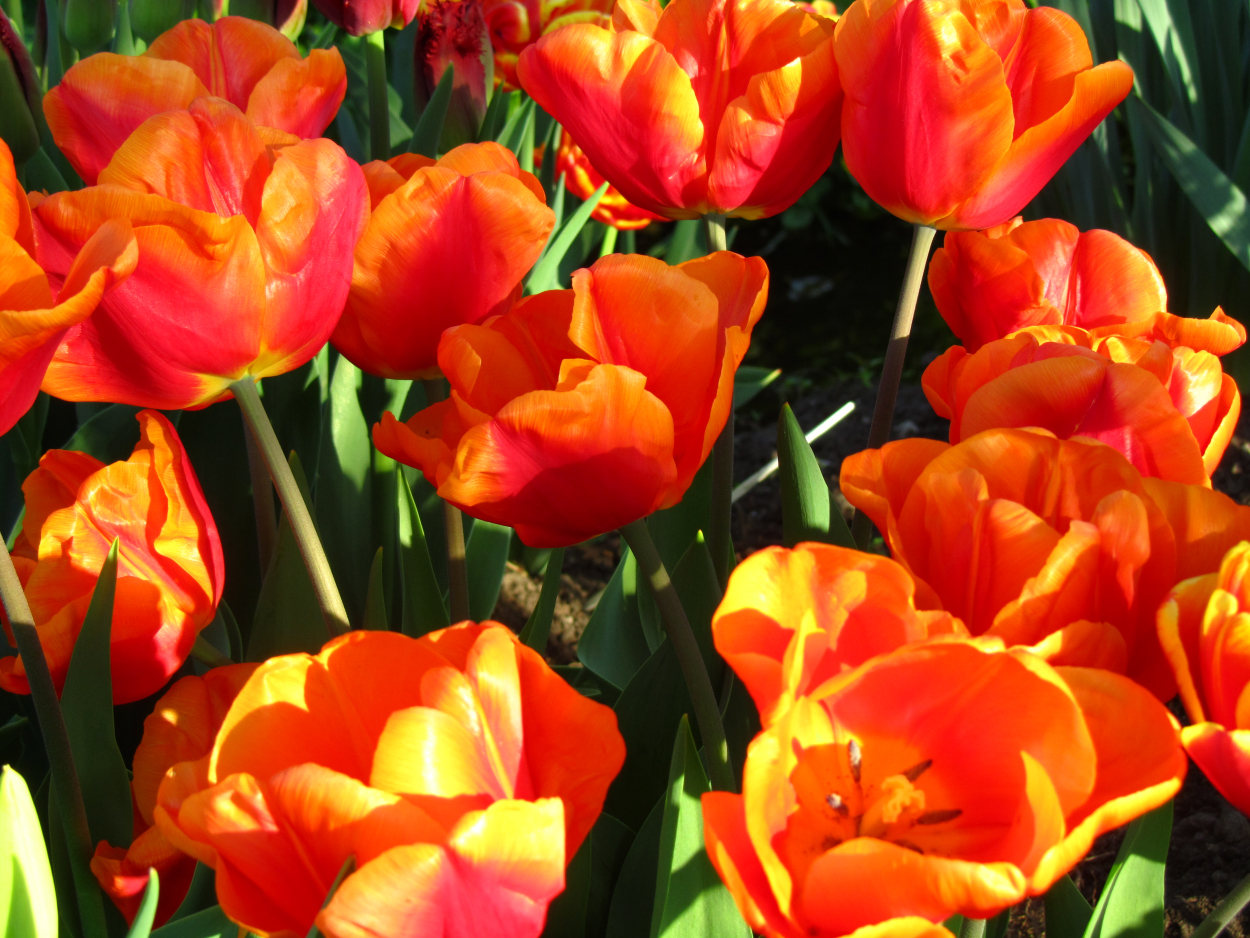 Tulp-Orange-Monarch-1 Orange Monarch - Afbeelding 1