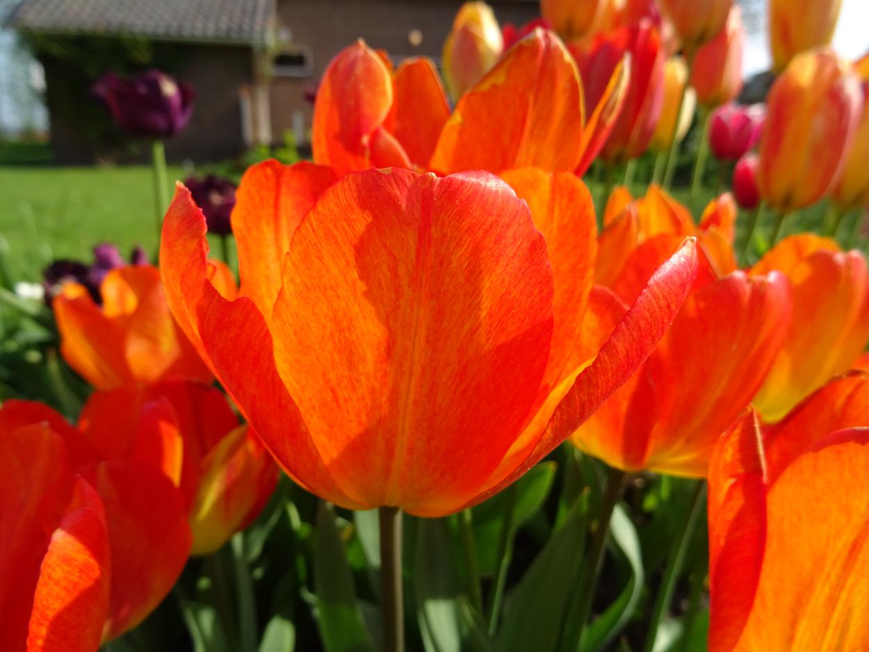 Tulp-Orange-Pearl-1 Orange Pearl - Afbeelding 1