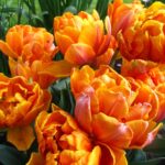 Orange Princess