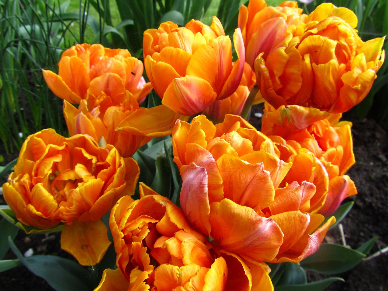 Tulp-Orange-Princess-1 Orange Princess - Afbeelding 1
