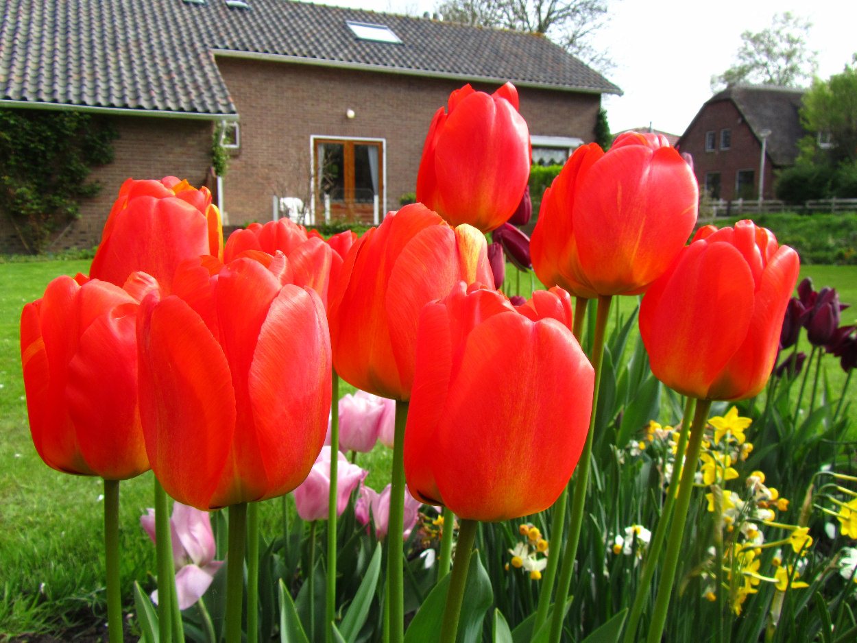 Tulp-Orange-Queen-1 Orange Queen - Afbeelding 1