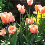 Orange Rosalie