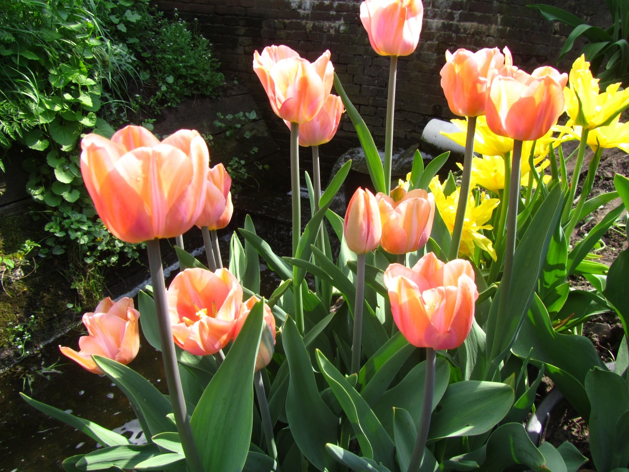 Tulp-Orange-Rosalie-1 Orange Rosalie - Afbeelding 1