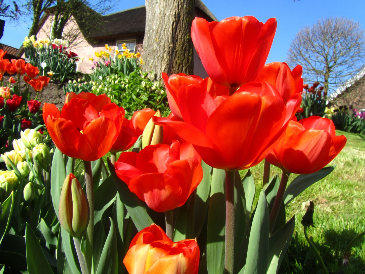 Tulp-Orange-Sun-1 Orange Sun - Afbeelding 1