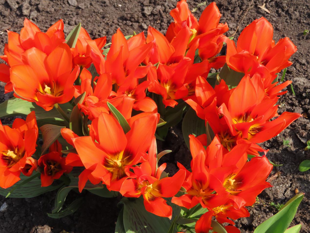 Tulp-Orange-Toronto-3 Orange Toronto - Afbeelding 1
