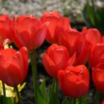 Orange van Eijk