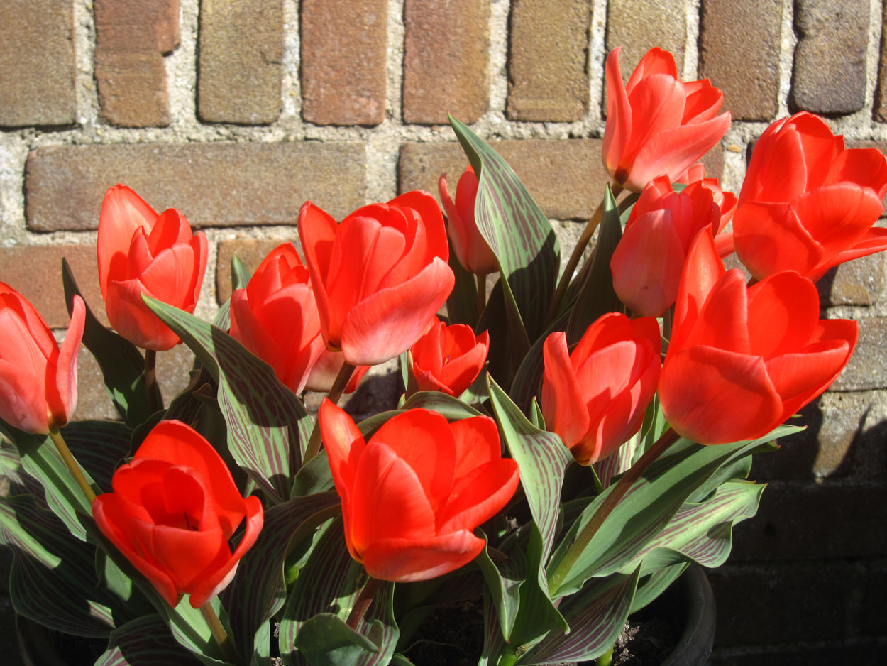 Tulp-Oratorio-1 Oratorio - Afbeelding 1