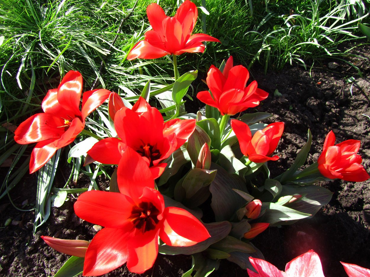 Tulp-Oriental-Beauty-1 Oriental Beauty - Afbeelding 1