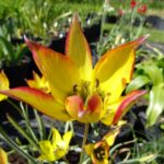 Orphanidea Flava