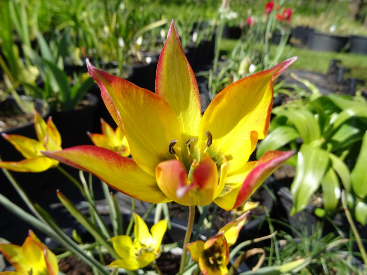 Tulp-Orphanidea-Flava-1 Orphanidea Flava - Afbeelding 1